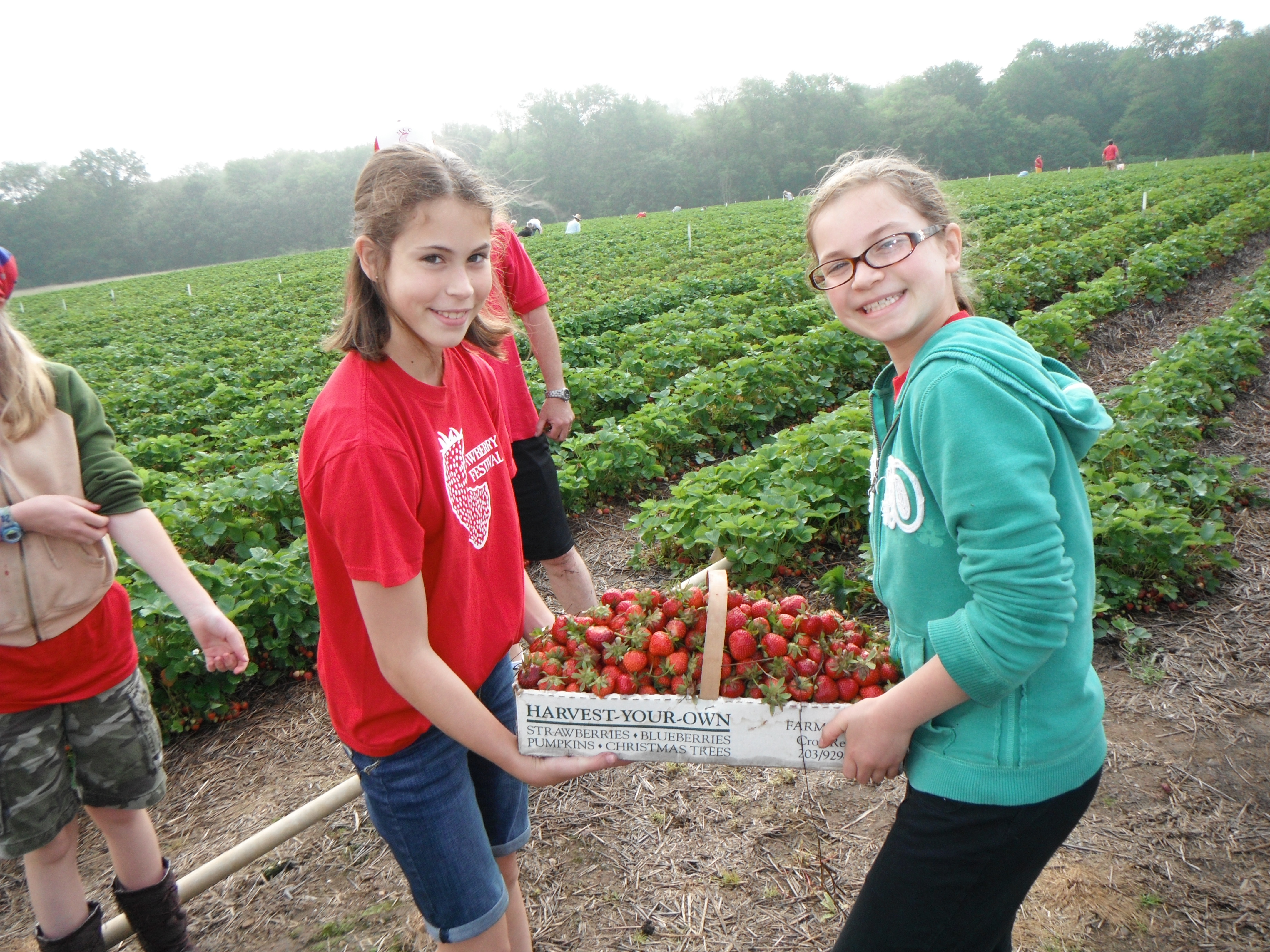 2018 MCC Strawberry Festival